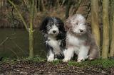 BEARDED COLLIE 312